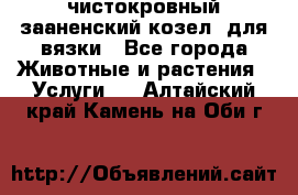 чистокровный зааненский козел  для вязки - Все города Животные и растения » Услуги   . Алтайский край,Камень-на-Оби г.